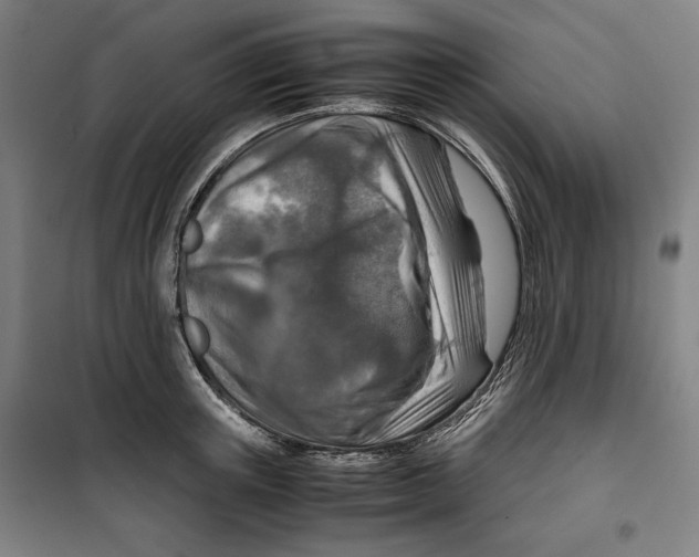 X0000099530851200806061430