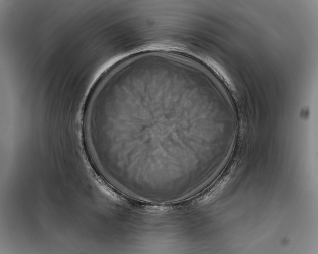 X0000099530854200806061430