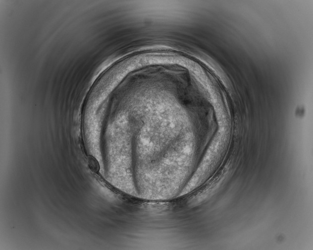 X0000099530858200806061430