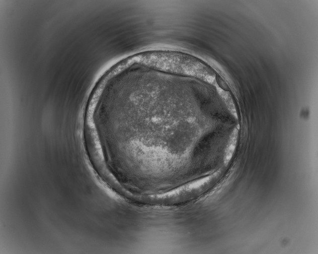 X0000099530862200806061430