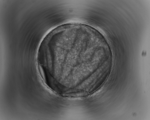 X0000099530864200806061430