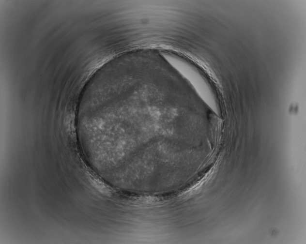 X0000099530881200806061429