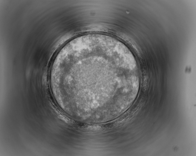 X0000099530882200806061429