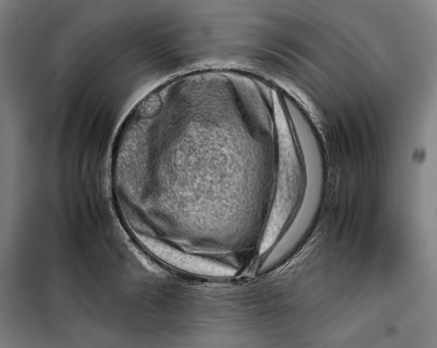 X0000099530894200806061429