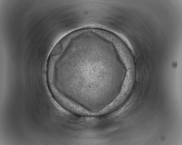 X0000099530903200806061429