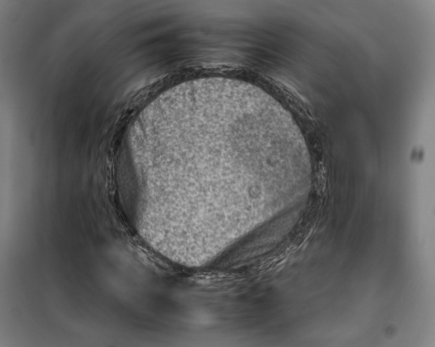 X0000099530917200806061428