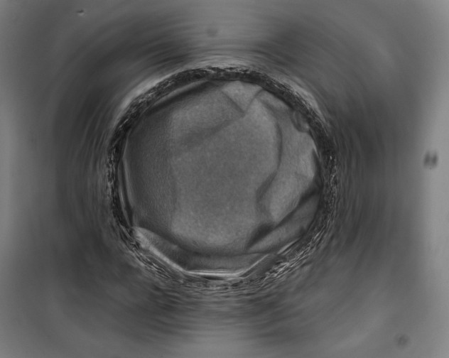 X0000099530920200806061428