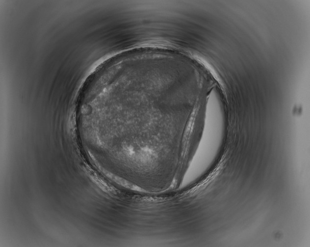 X0000099530923200806061428