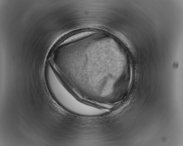 X0000099530924200806061428