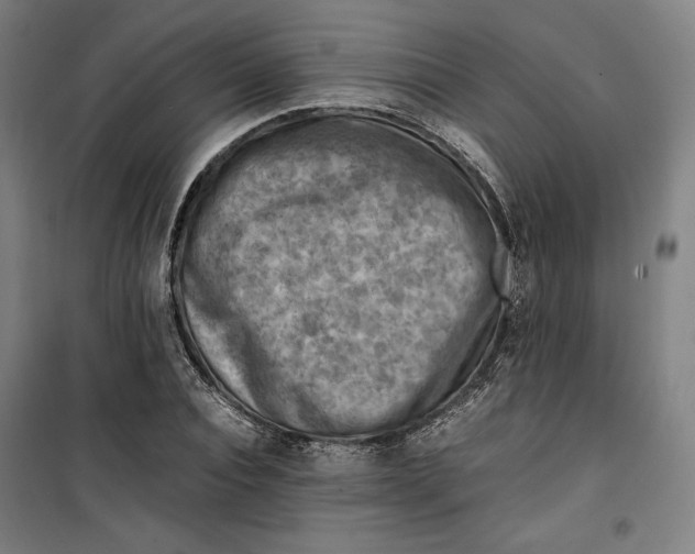 X0000099530928200806061428