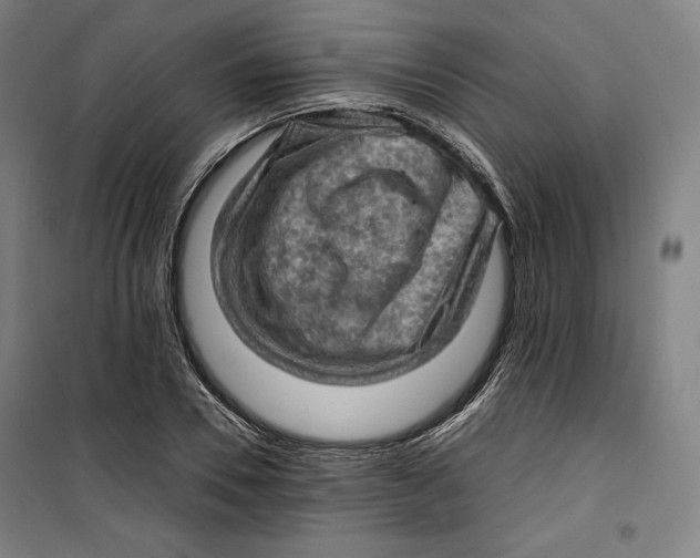 X0000099530930200806061428