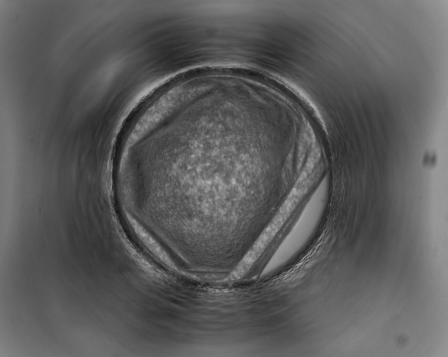 X0000099530935200806061428