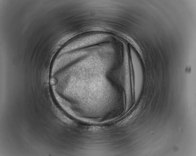 X0000099530938200806061428