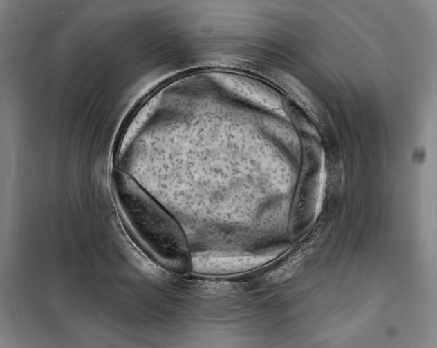 X0000099530940200806061428