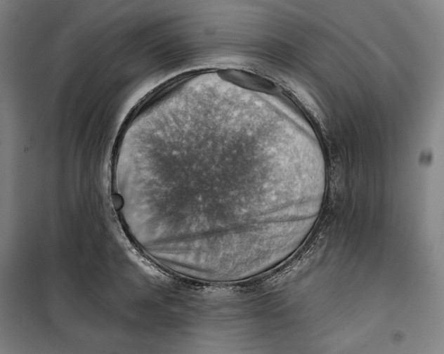 X0000099530944200806061428