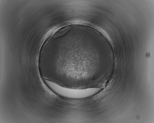 X0000099530946200806061428