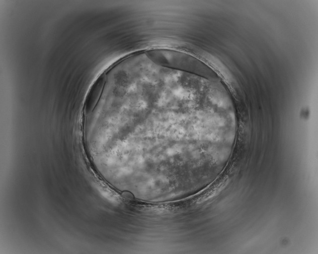 X0000099530948200806061428