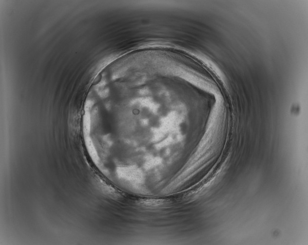 X0000099530953200806061428