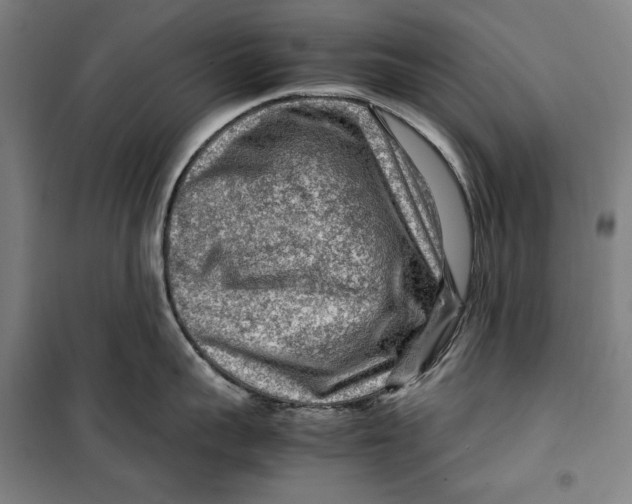 X0000099530959200806061428