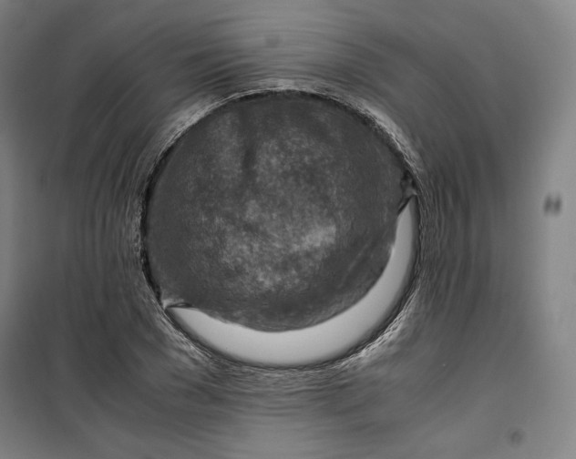 X0000099530977200806061428