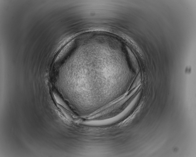 X0000099530985200806061427