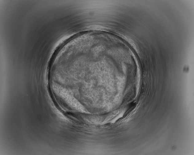 X0000099530987200806061427