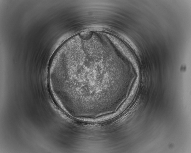 X0000099530994200806061427