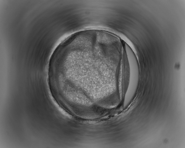 X0000099531005200806061427