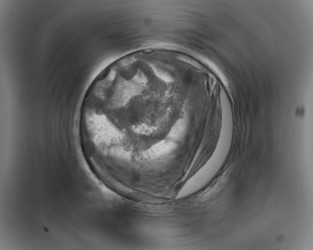 X0000099531007200806061427