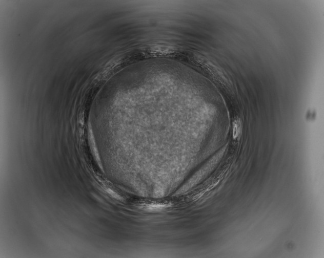 X0000099531011200806061426