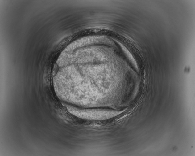 X0000099531014200806061426