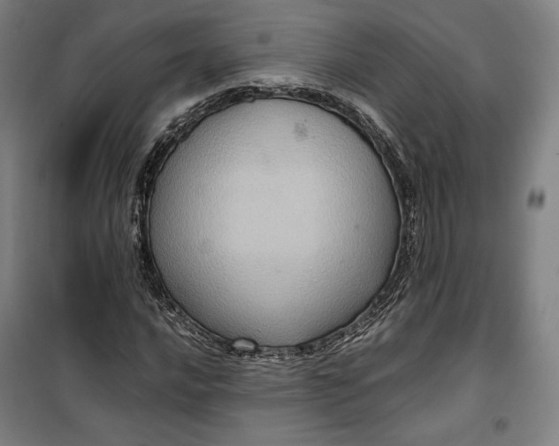 X0000099531016200806061426