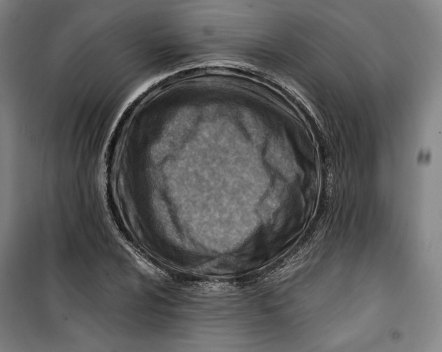 X0000099531024200806061426