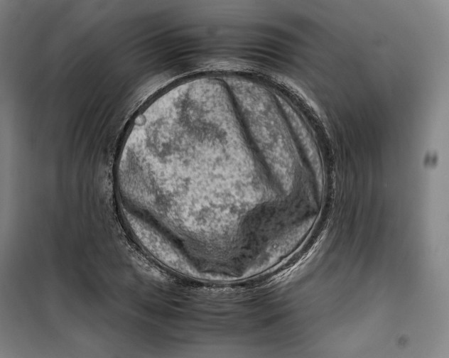 X0000099531025200806061427