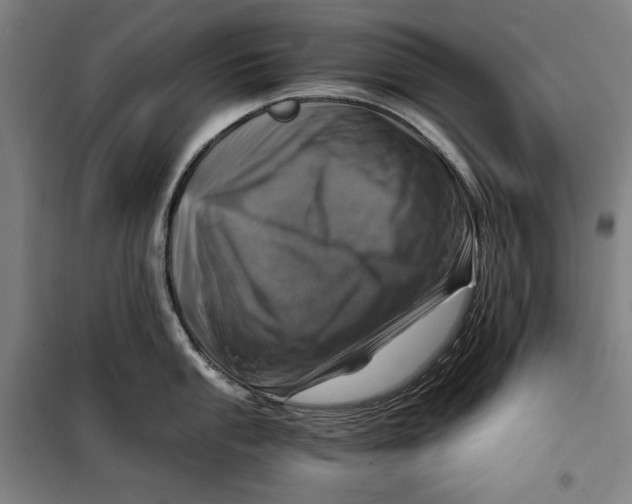 X0000099531053200806061427