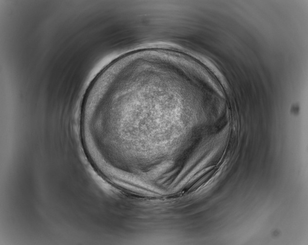 X0000099531054200806061427