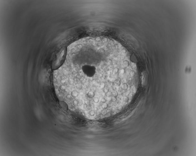 X0000099531059200806061426