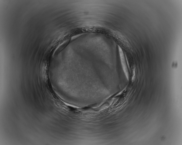 X0000099531060200806061426