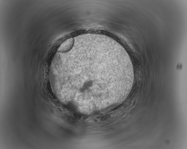 X0000099531063200806061426