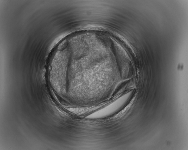 X0000099531066200806061426