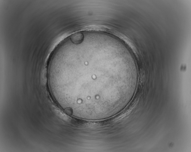 X0000099531075200806061426