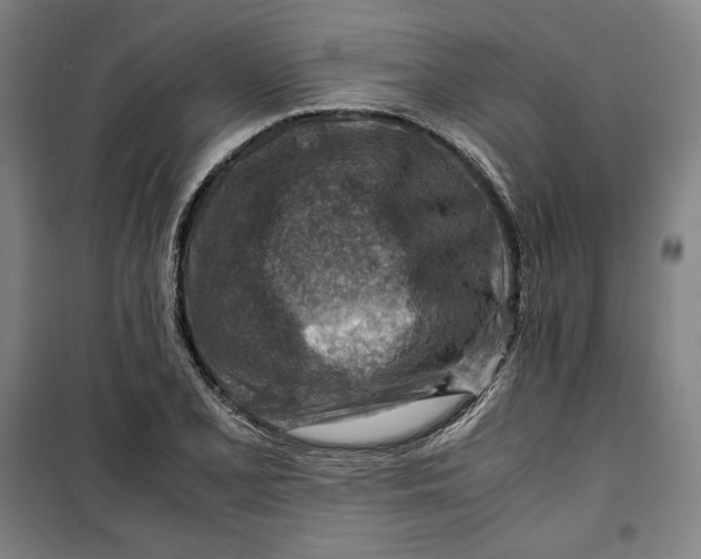 X0000099531077200806061426