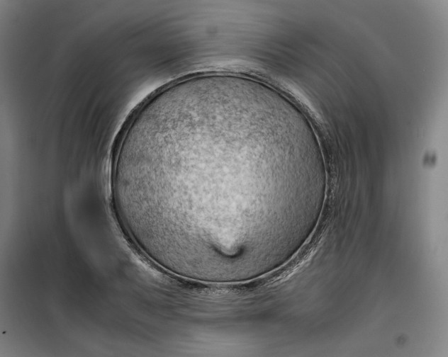 X0000099531079200806061426