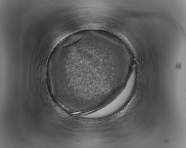 X0000099531081200806061426