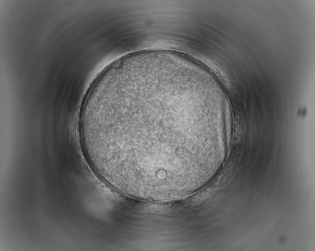 X0000099531086200806061426