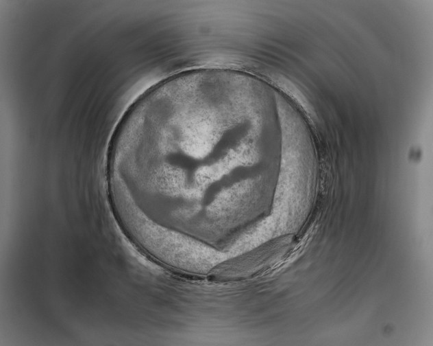 X0000099531087200806061426