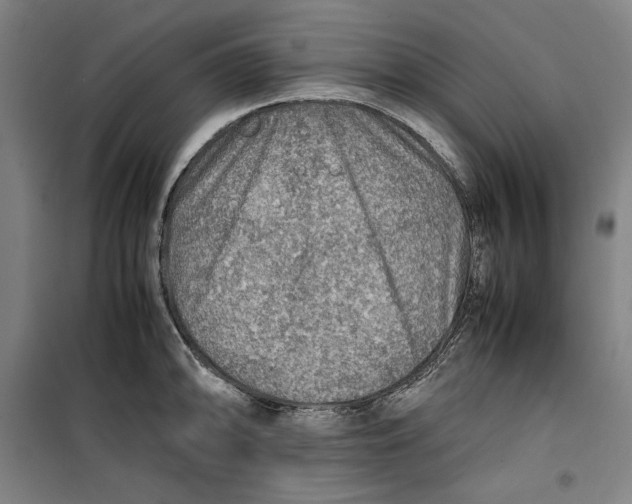 X0000099531094200806061426