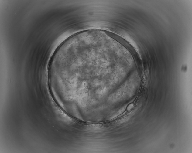 X0000099531096200806061426