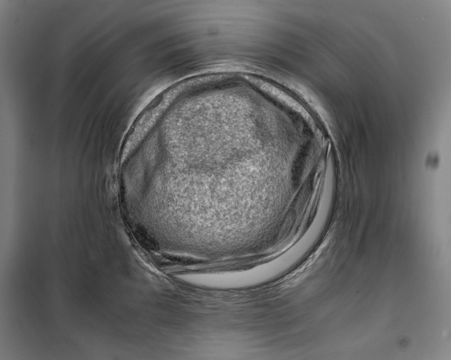 X0000099531097200806061426