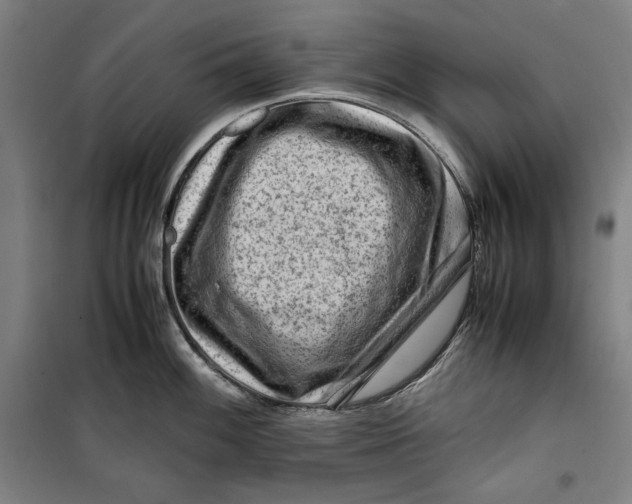 X0000099531100200806061426